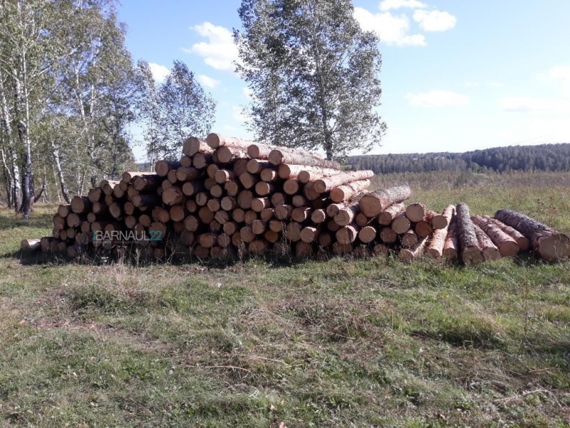 Жители Косихинского района рассказали соцсетях масштабных рубках леса складах кругляка