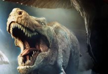Ученые определили мощность укуса тираннозавра
